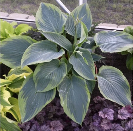 Хоста "Ву-Ла-Ла" Hosta "Wu-La-La" (XL) С2/3