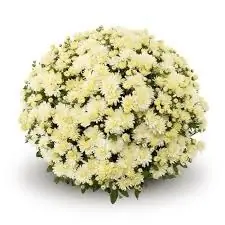 Хризантема Belgian Mums® ''Amiko White'' С3