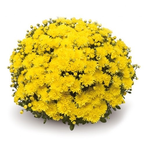 Хризантема Belgian Mums® ''Amiko Yellow'' С3
