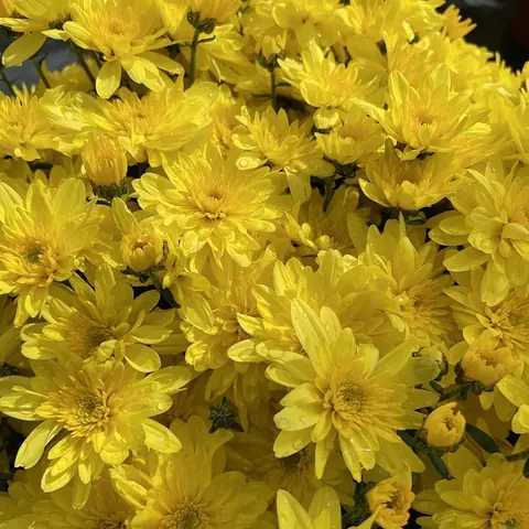 Хризантема Belgian Mums® 'Arluno Yellow' С3
