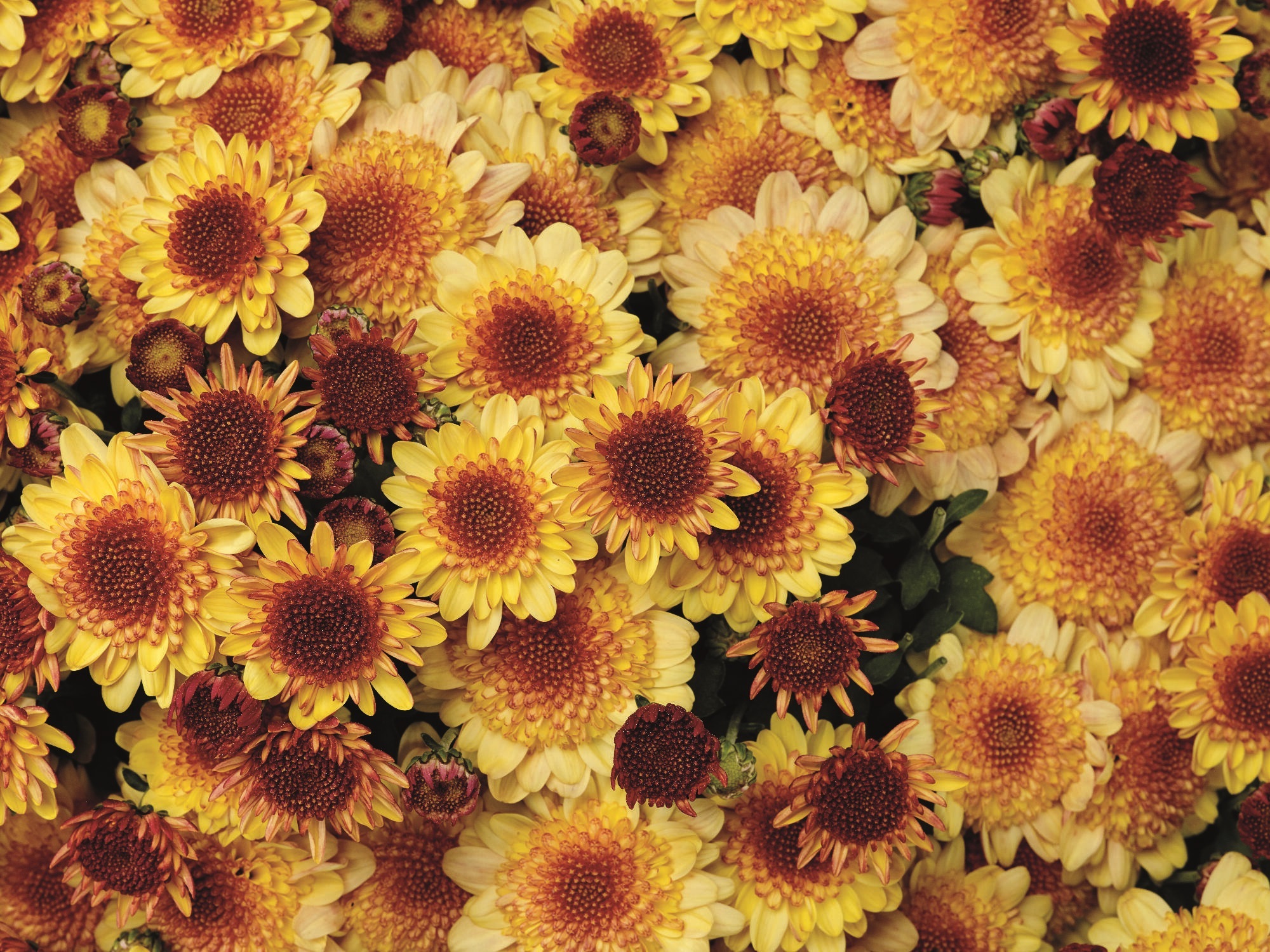 Хризантема (Indicum Grp) Belgian Mums Amarena Orange С3