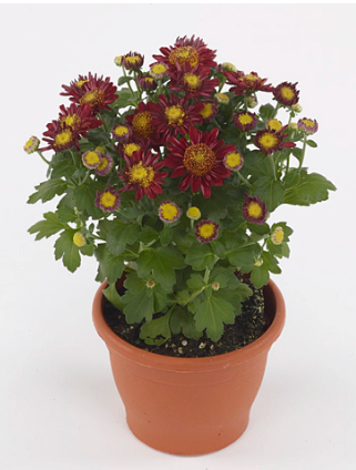 Хризантема (Indicum Grp) Belgian Mums Amarena Red С3