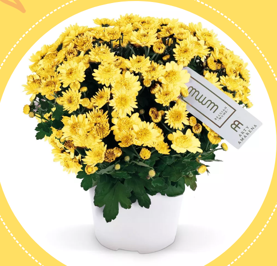 Хризантема (Indicum Grp) Belgian Mums Amarena Yellow С3