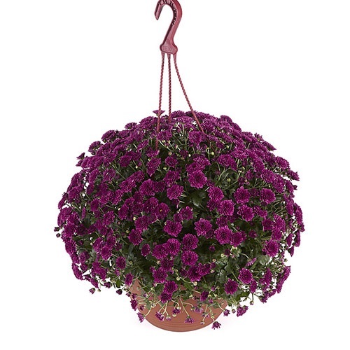 Хризантема мультифлора ампельная "Skyfall Purple" С3