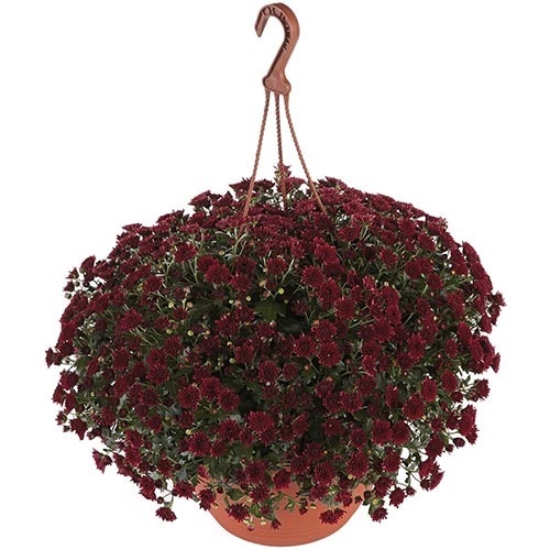 Хризантема мультифлора ампельная "Skyfall Red" С3