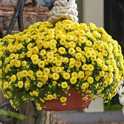 Хризантема мультифлора ампельная "Skyfall Yellow" С3
