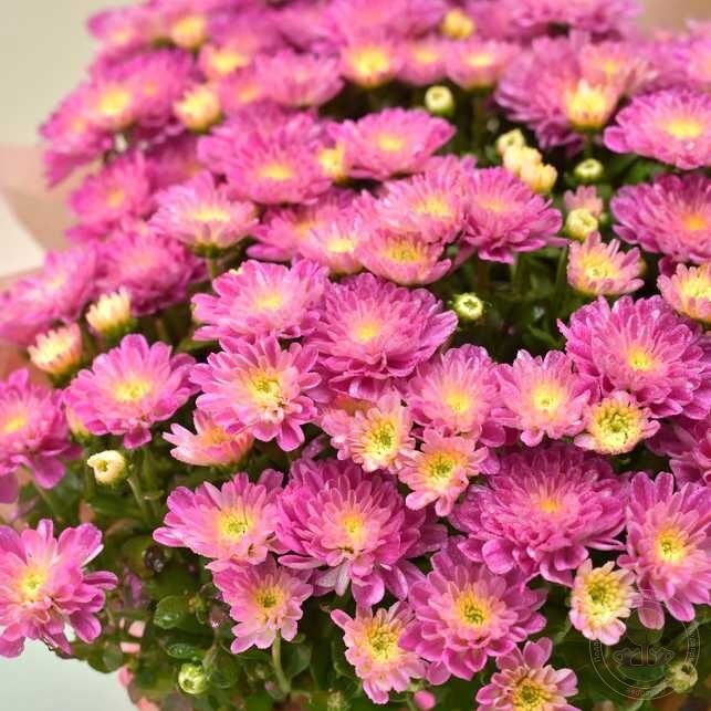 Хризантема мультифлора "Ditto Dark Pink" С3