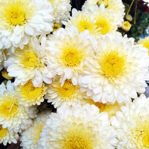 Хризантема мультифлора "Ditto White" С3