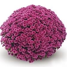 Хризантема мультифлора "Jasoda Purple" С3