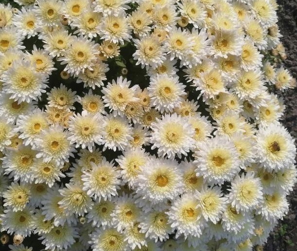 Хризантема мультифлора "Jasoda White" С3