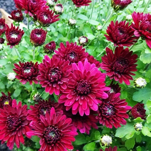 Хризантема мультифлора "Meridian Cherry Purple" С3