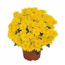 Хризантема мультифлора "Milkshake Banana" С3