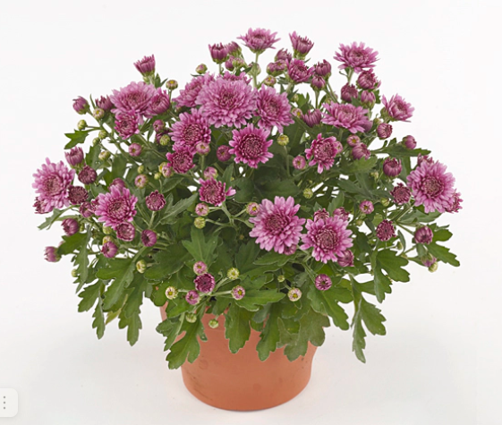 Хризантема мультифлора "Soul Sister Dark Pink" С3