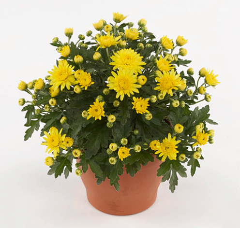 Хризантема мультифлора "Soul Sister Yellow" С3