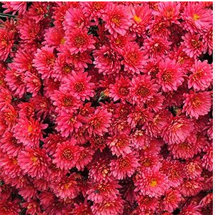 Хризантема мультифлора "Sunbeam Red" С3