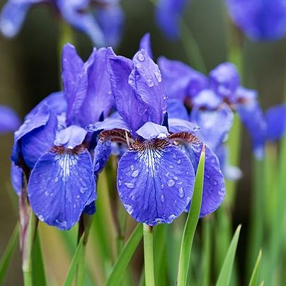 Ирис Сибирский "Блю Берн" Iris Sibirica "Blue Burn" С2/3
