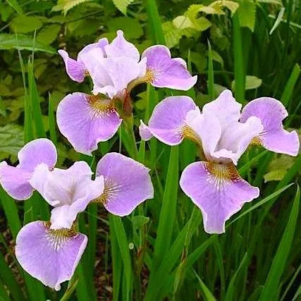 Ирис Сибирский "Данс Балерина Данс" Iris Sibirica "Dance Ballerine Dance"
