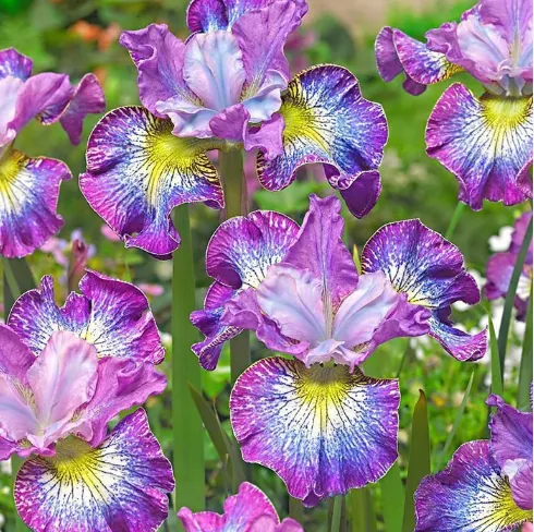 Ирис Сибирский "Хау Одейшес" Iris Sibirica "How Audacious"