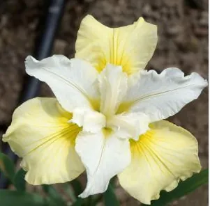 Ирис Сибирский "Мун Силк" Iris Sibirica "Moon Silk"