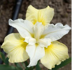 Ирис Сибирский "Мун Силк" Iris Sibirica "Moon Silk" С2/3