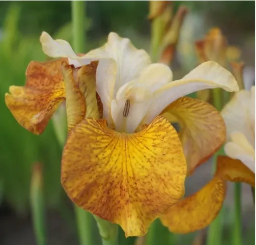 Ирис Сибирский "Пикок Батерфляй Джинжер Твист" Iris Sibirica "Peacock Butterfly Ginger Twist"