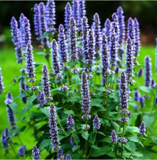 Иссоп лекарственный "Блюз" Hyssopus officinalis "Bljuz"