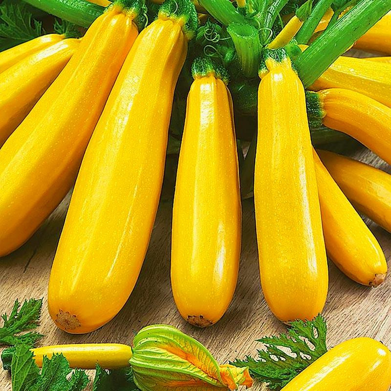 Кабачок «Желтоплодный» Cucurbita pepo var. giromontina "Jeltoplodniy"