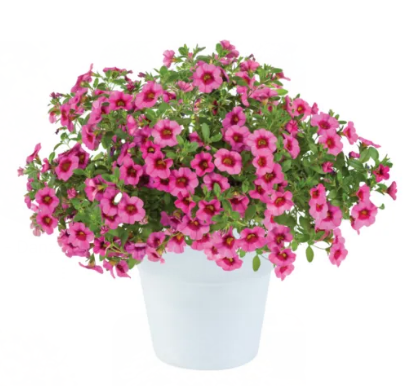 Калибрахоа "Айконик Пинк" Calibrachoa "Eyeconic Pink" Кашпо 3л