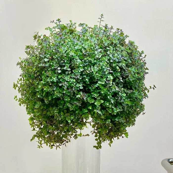 Каллизия ползучая Callisia repens