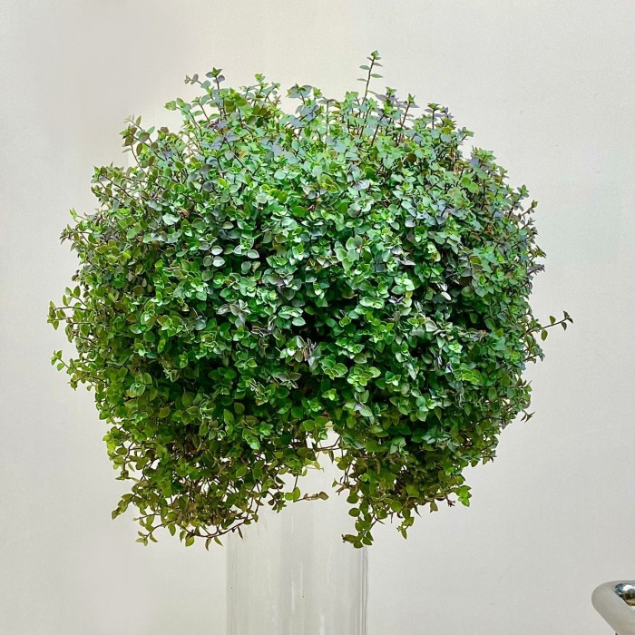 Каллизия ползучая Callisia repens Кашпо 4л