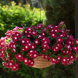 Катарантус "Медитерранеан Бургунди Хало" Catharanthus roseus "Mediterranean XP Burgundy Halo" Кашпо 4л