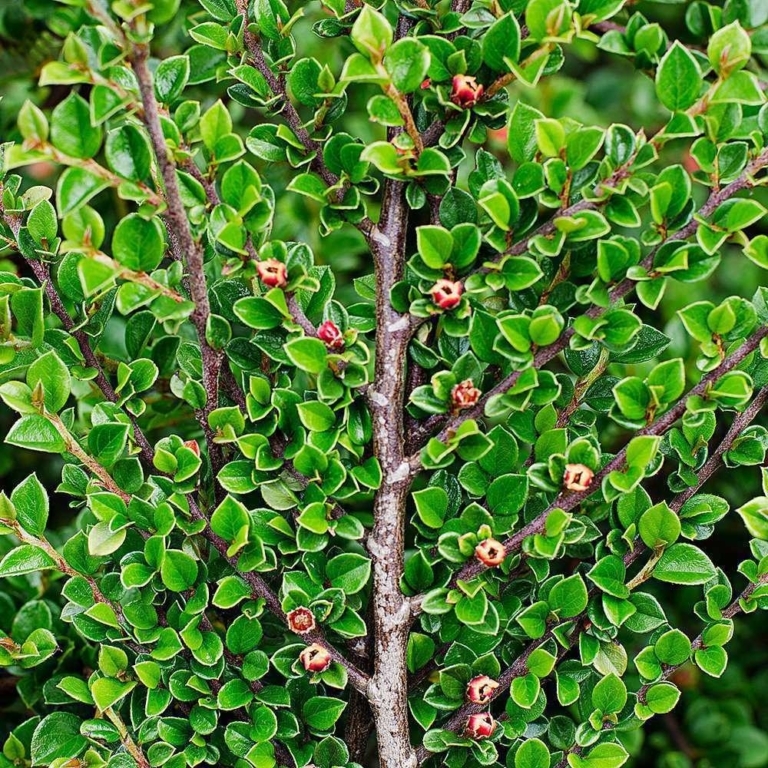 Кизильник блестящий Cotoneaster lucidus (ком+сетка d=400)