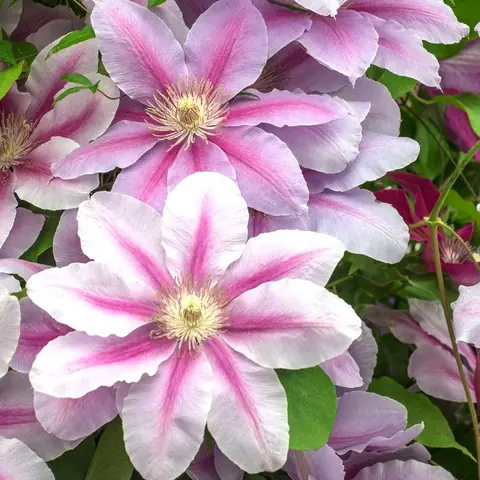 Клематис "Биз Джубили" Clematis "Bees Jubilee" С2/3