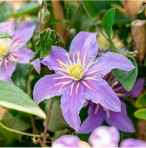 Клематис "Джуста" Clematis "Justa"