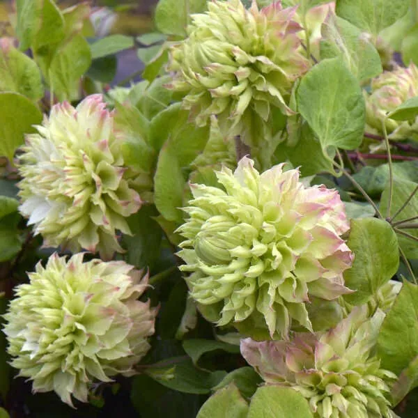 Клематис "Мидори" Clematis "Midori"