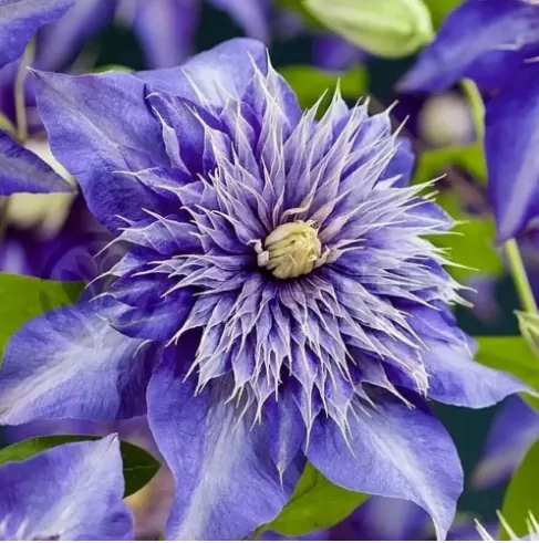 Клематис "Мульти Блю" Clematis "Multi Blue"