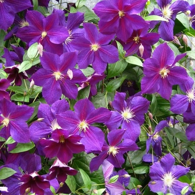 Клематис "Стар оф Индия" Clematis "Star of India" С2/3