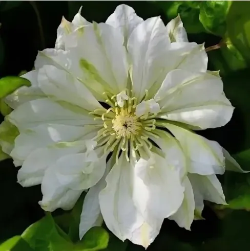 Клематис "Юкиокоши" Clematis "Yukiokoshi"