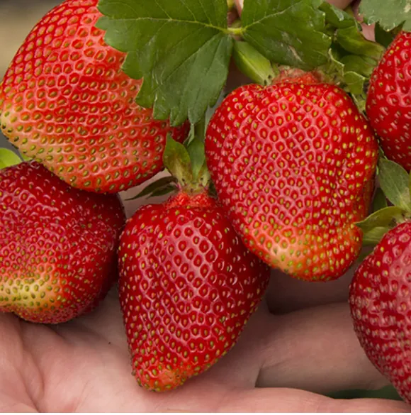 Клубника "Азия" Fragaria ananassa "Asia"