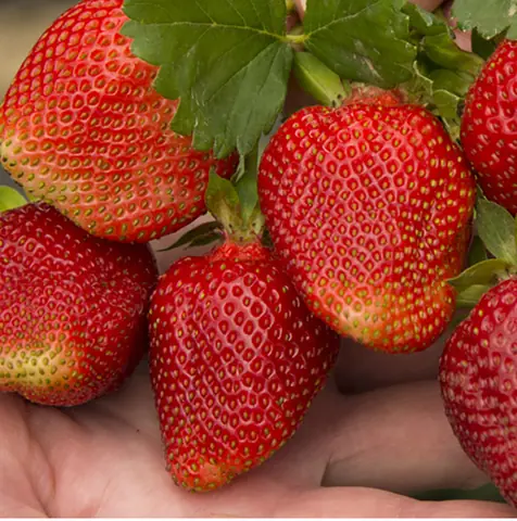 Клубника "Азия" Fragaria ananassa "Asia" Р9