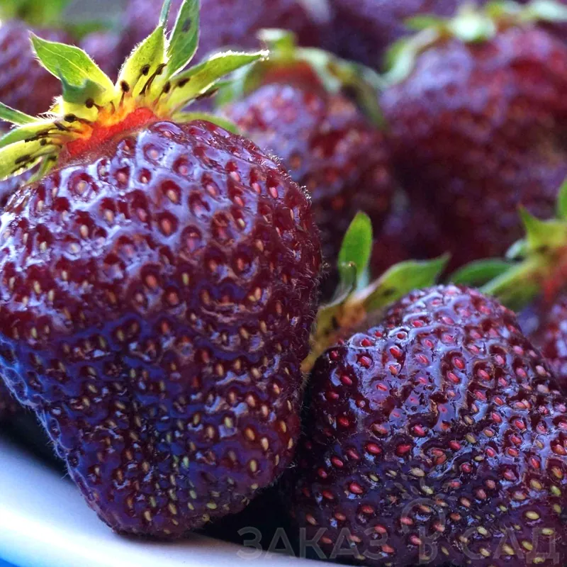 Клубника "Черный Принц" Fragaria ananassa "Black Prince"
