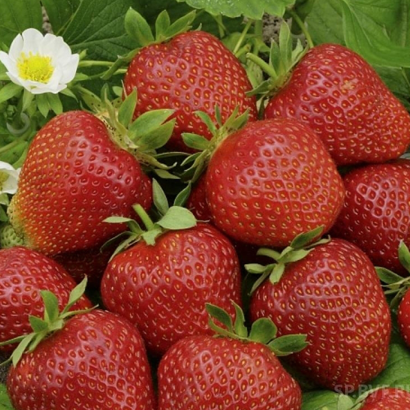 Клубника "Фестивальная" Fragaria ananassa "Festivalnaja" Р9