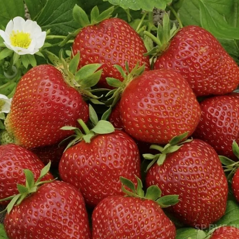 Клубника "Фестивальная" Fragaria ananassa "Festivalnaja"