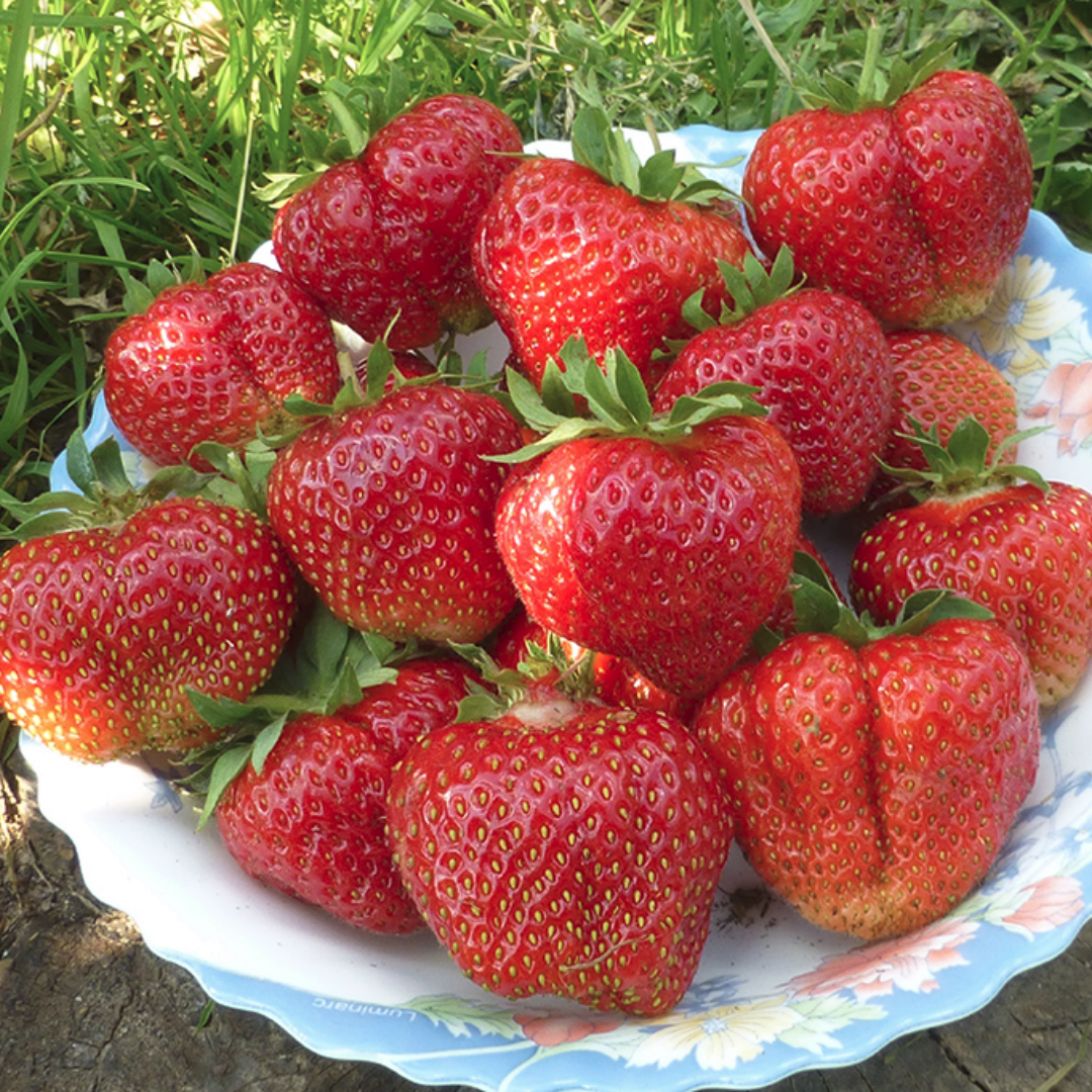 Клубника "Лорд" Fragaria ananassa "Lord" Р9