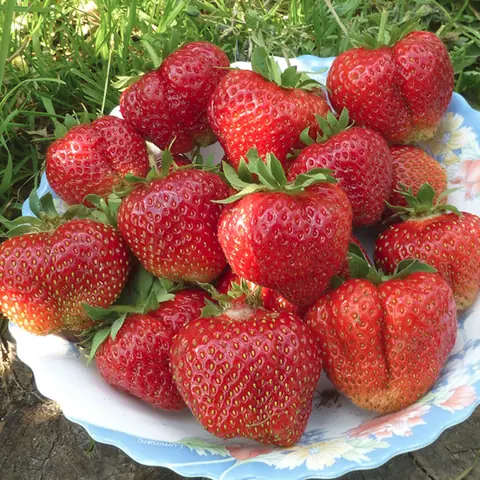 Клубника "Лорд" Fragaria ananassa "Lord" Р9