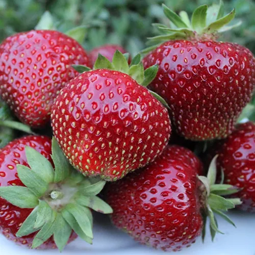 Клубника "Мальвина" Fragaria ananassa "Malwina"