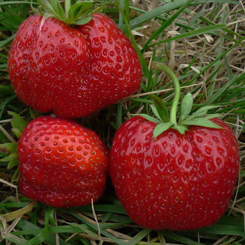 Клубника "Машенька" Fragaria ananassa "Mashenka" Р9