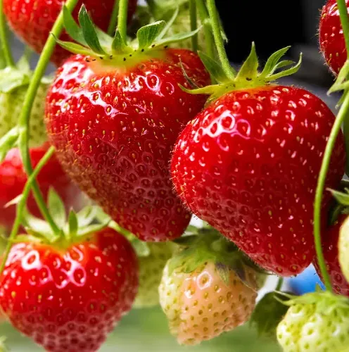Клубника ремонтантная "Искушение F1" Fragaria ananassa "Iskushenie"