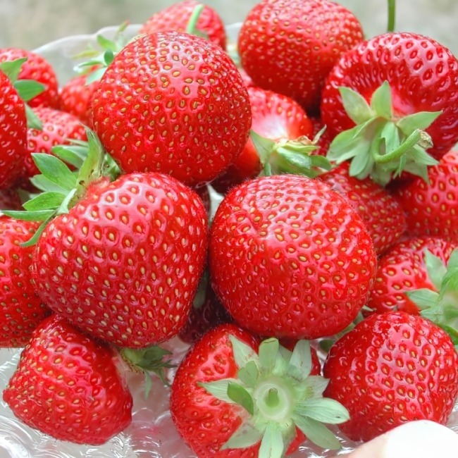 Клубника ремонтантная "Мурано" Fragaria ananassa "Murano" Р9