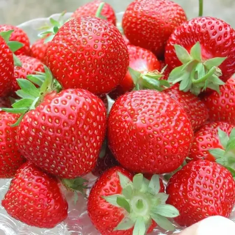 Клубника ремонтантная "Мурано" Fragaria ananassa "Murano" Р9